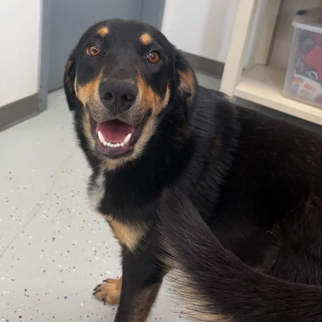 Enlarge Gambit, a Adoptable mixed breed in Marion, VA image 1/6