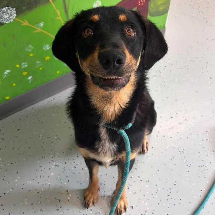 Enlarge Gambit, a Adoptable mixed breed in Marion, VA image 2/6