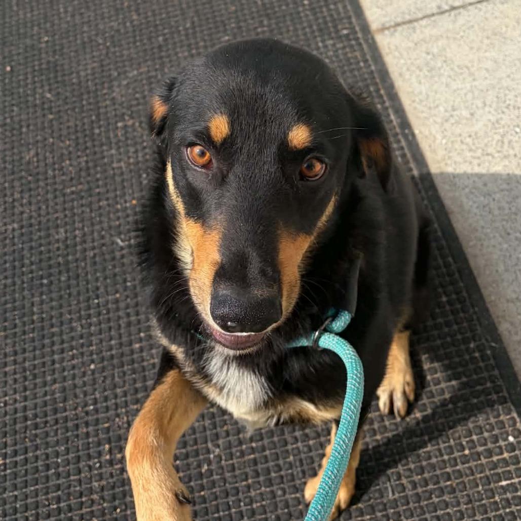 Enlarge Gambit, a Adoptable mixed breed in Marion, VA image 3/6