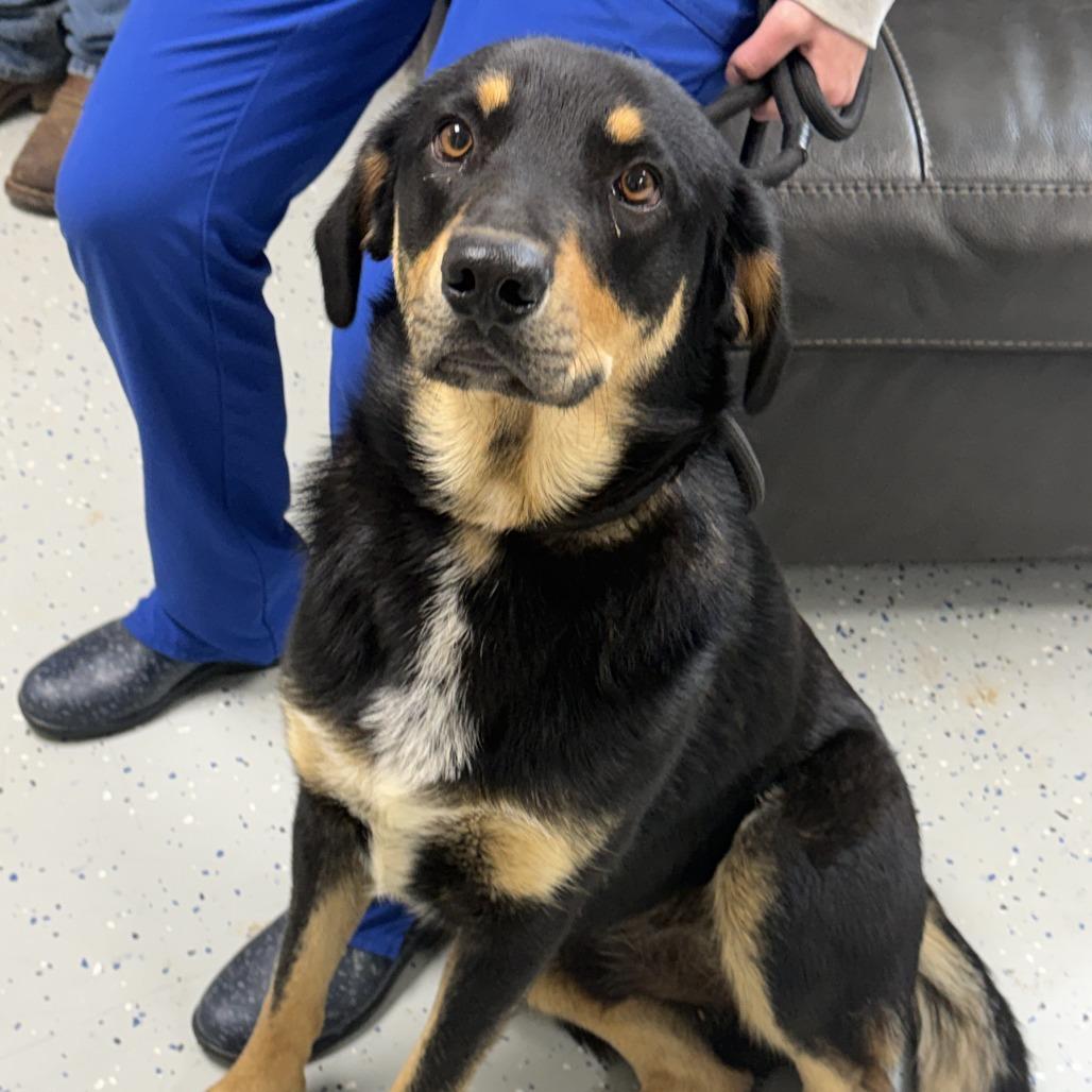 Enlarge Gambit, a Adoptable mixed breed in Marion, VA image 4/6