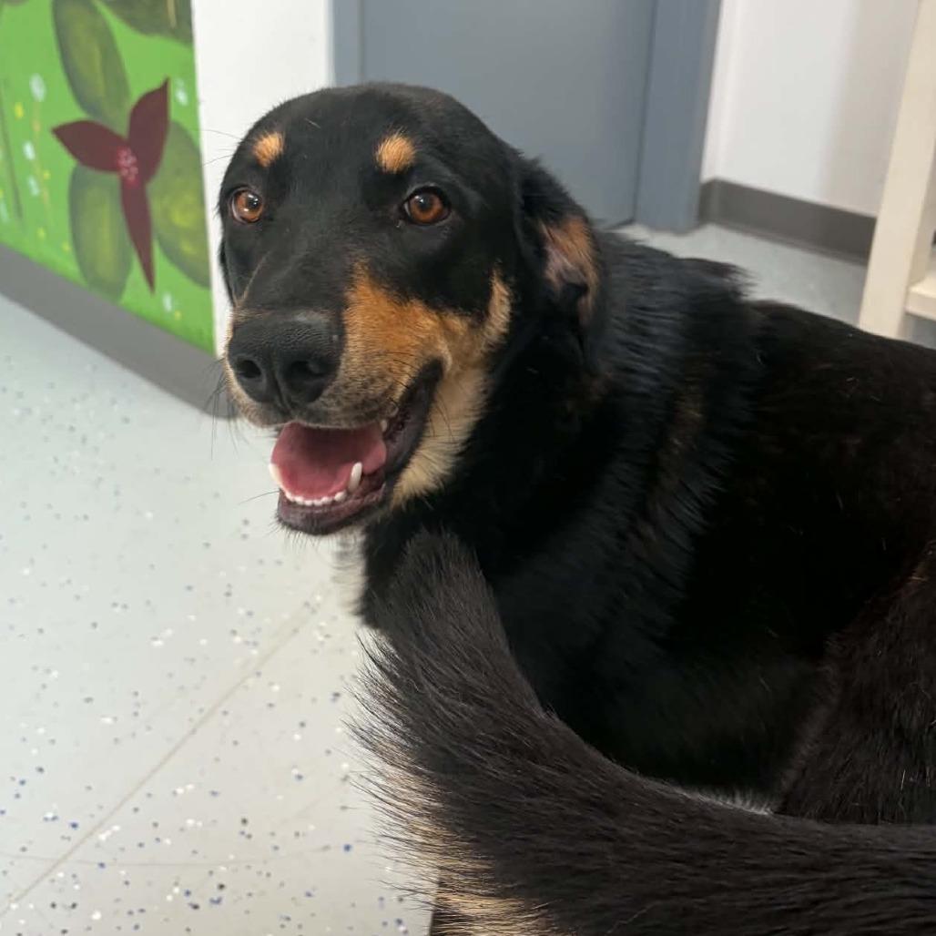 Enlarge Gambit, a Adoptable mixed breed in Marion, VA image 5/6