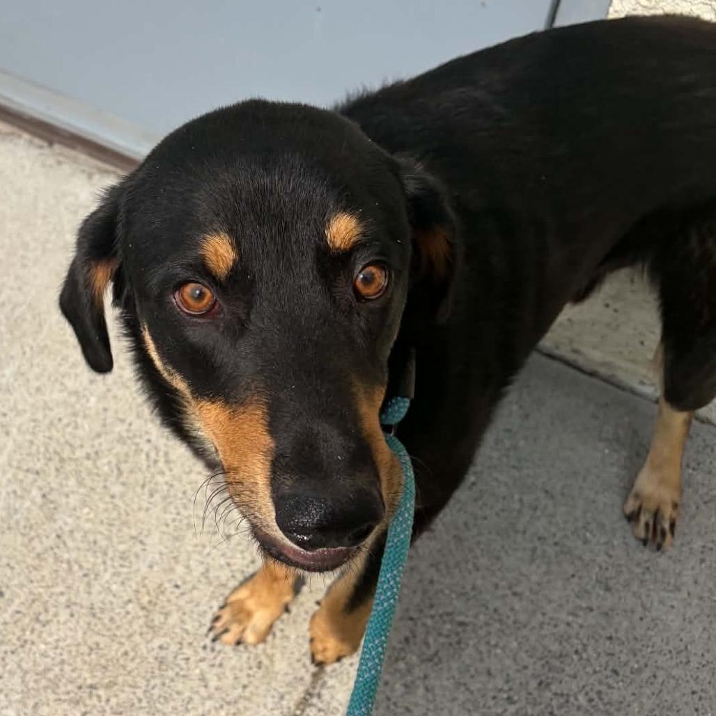 Enlarge Gambit, a Adoptable mixed breed in Marion, VA image 6/6