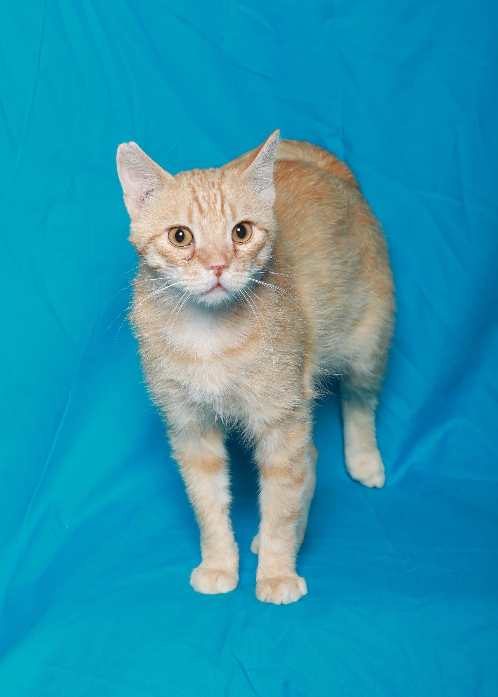 Malachi, a Adoptable Domestic Short Hair in Rock Falls, IL image 2/3