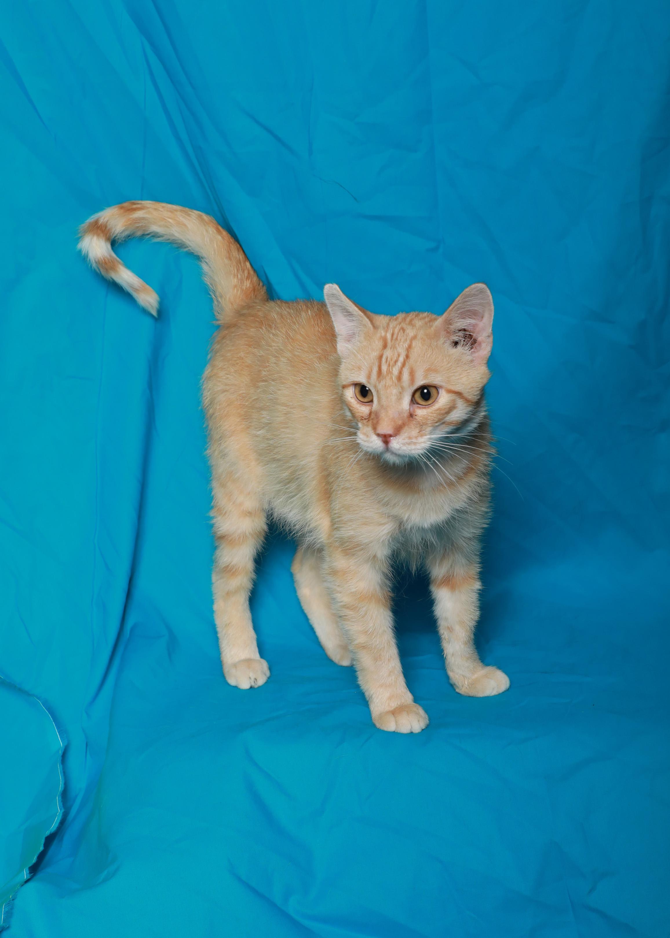 Malachi, a Adoptable Domestic Short Hair in Rock Falls, IL image 3/3