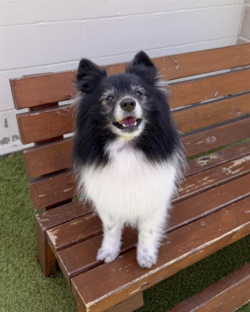 PALMER, Adoptable, Senior Male Pomeranian & Mixed Breed.