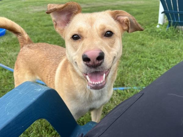 Papaya, Adoptable, Adult Female Labrador Retriever.