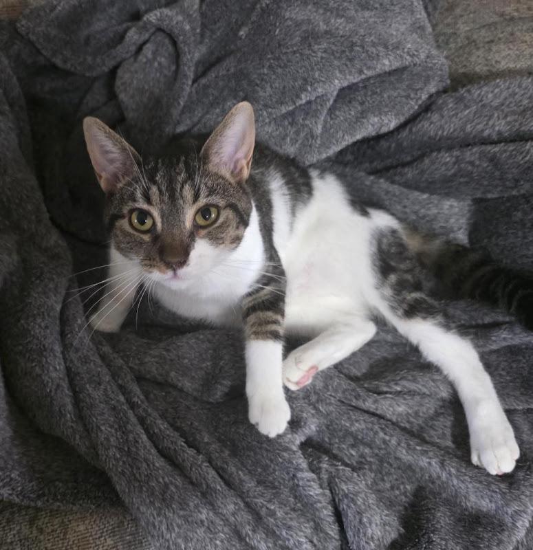 Zayla, a ADOPTABLE Domestic Short Hair in Johnson City, TN image 2/4