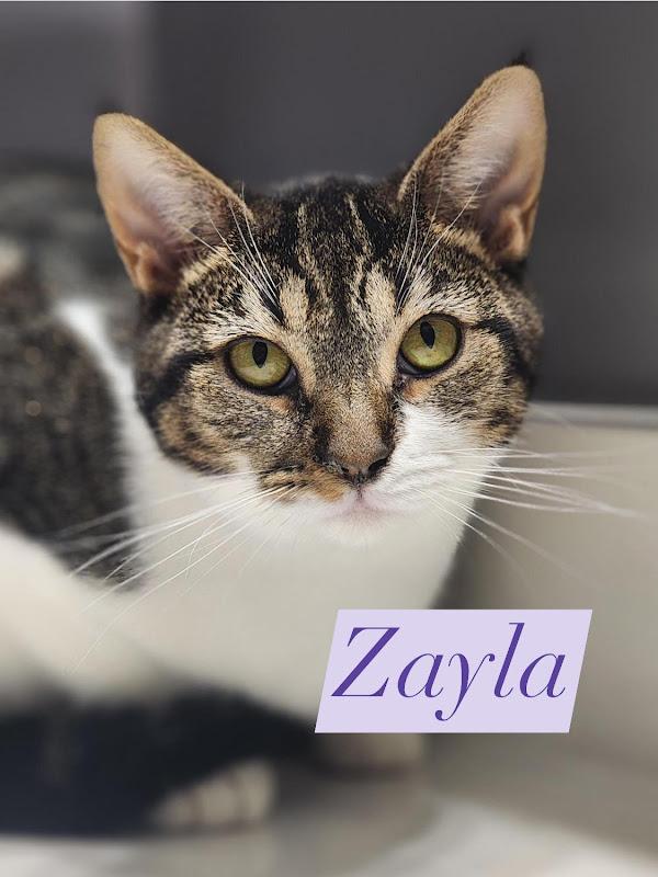 Zayla, a ADOPTABLE Domestic Short Hair in Johnson City, TN image 1/4