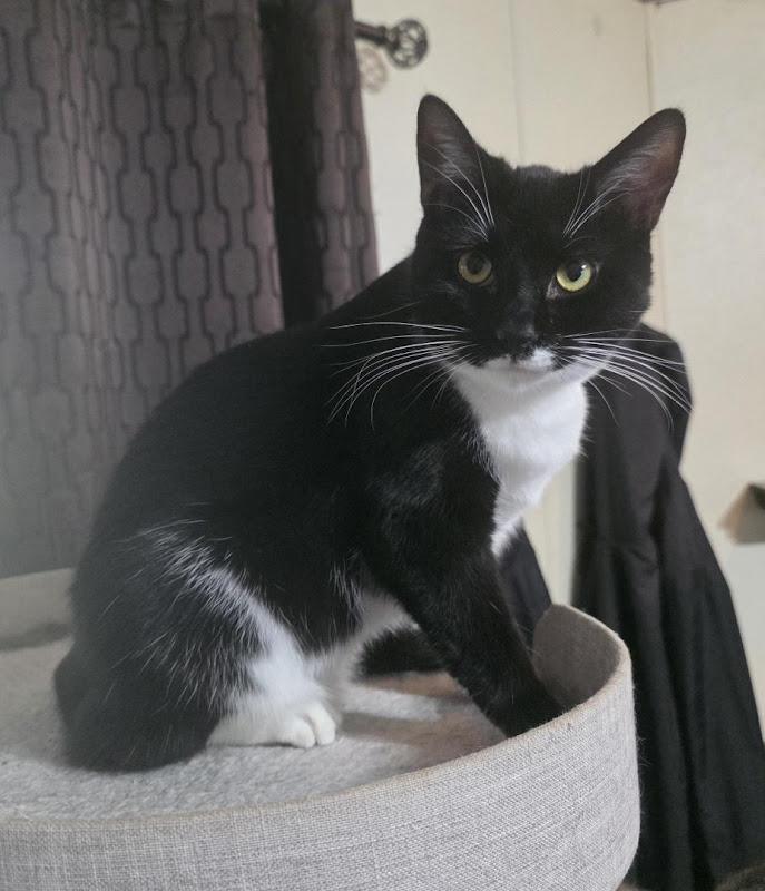 Zayla, a ADOPTABLE Domestic Short Hair in Johnson City, TN image 3/4