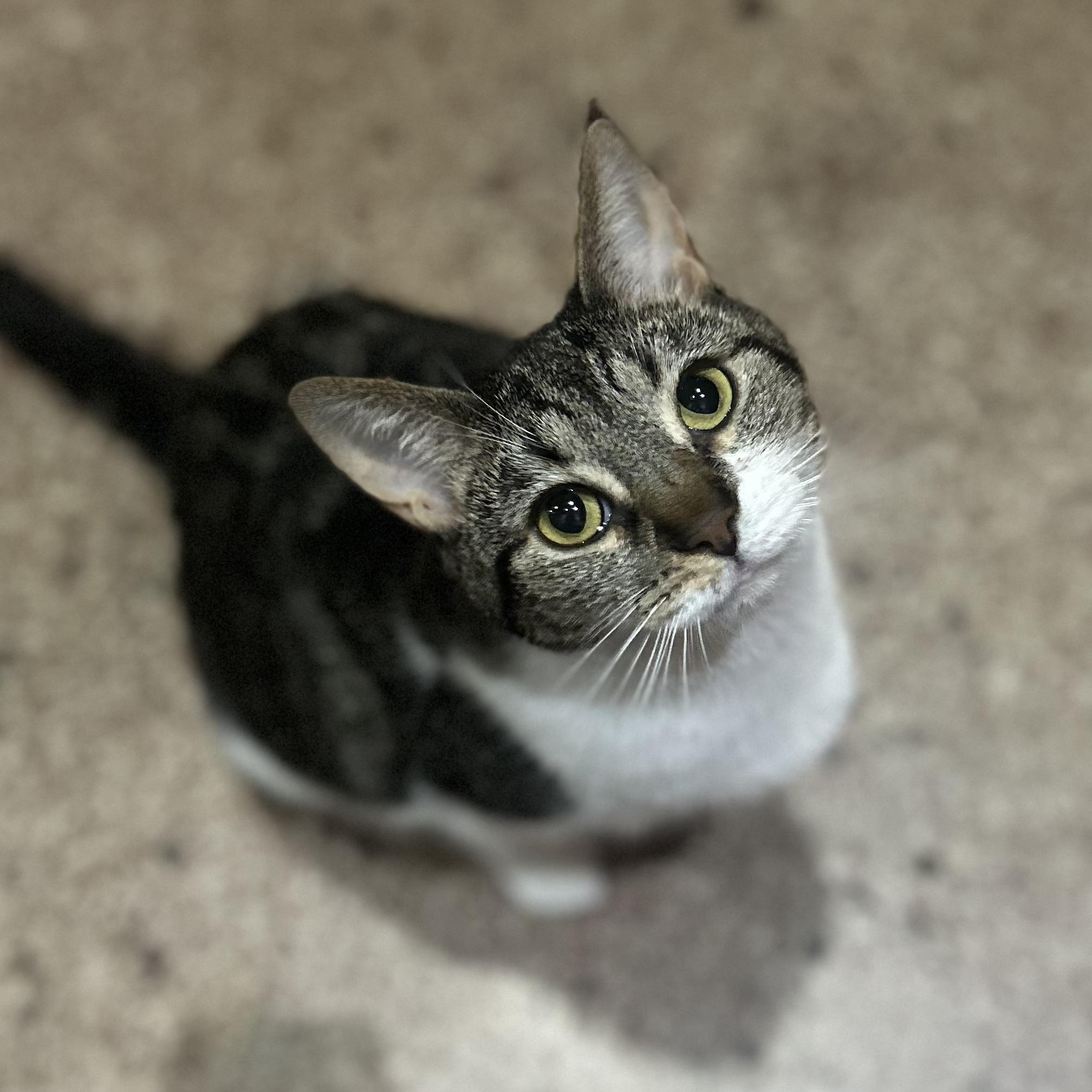 Zayla, a ADOPTABLE Domestic Short Hair in Johnson City, TN image 2/6