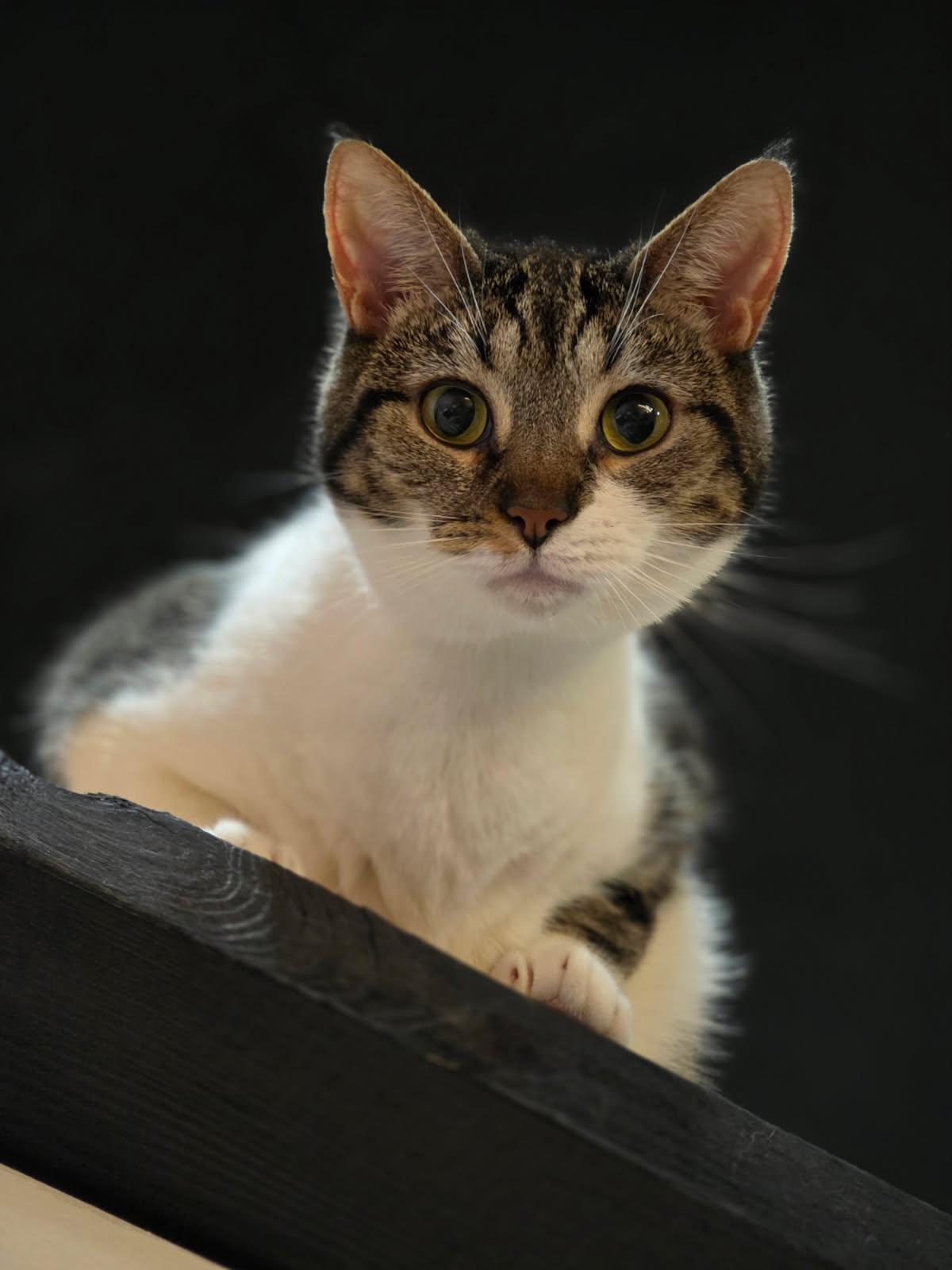 Zayla, ADOPTABLE, Young Female Domestic Short Hair.