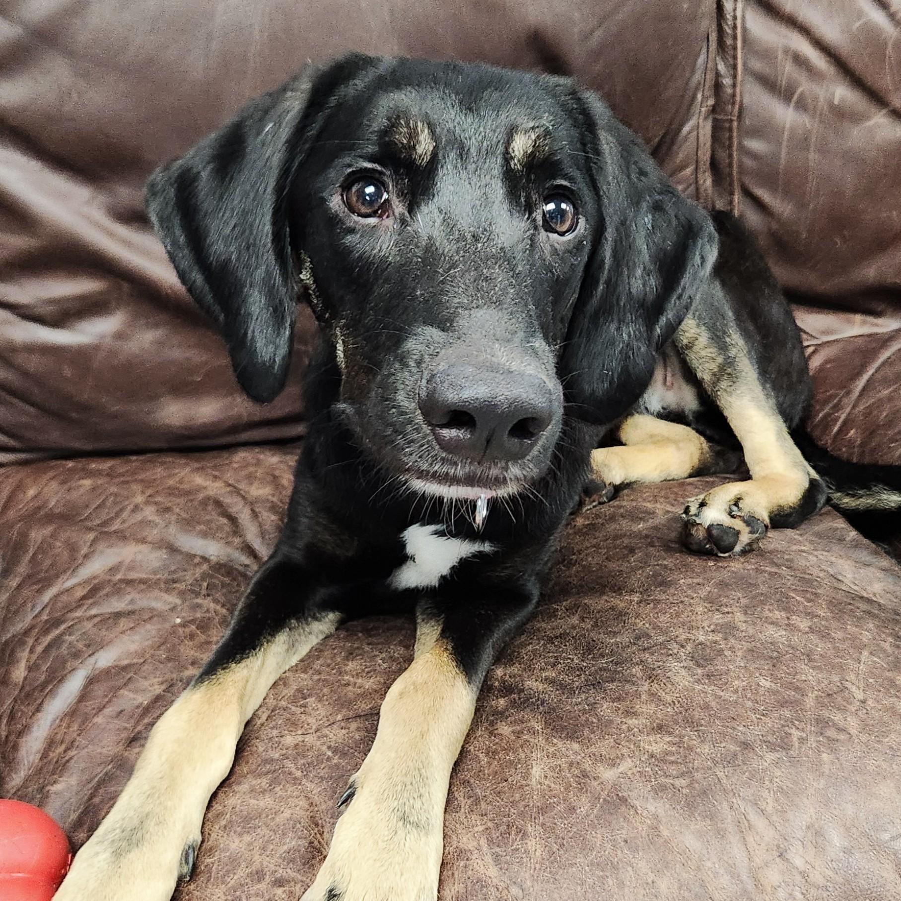 Enlarge Scarlett, a Adoptable Mixed Breed in Marshfield, WI image 4/6