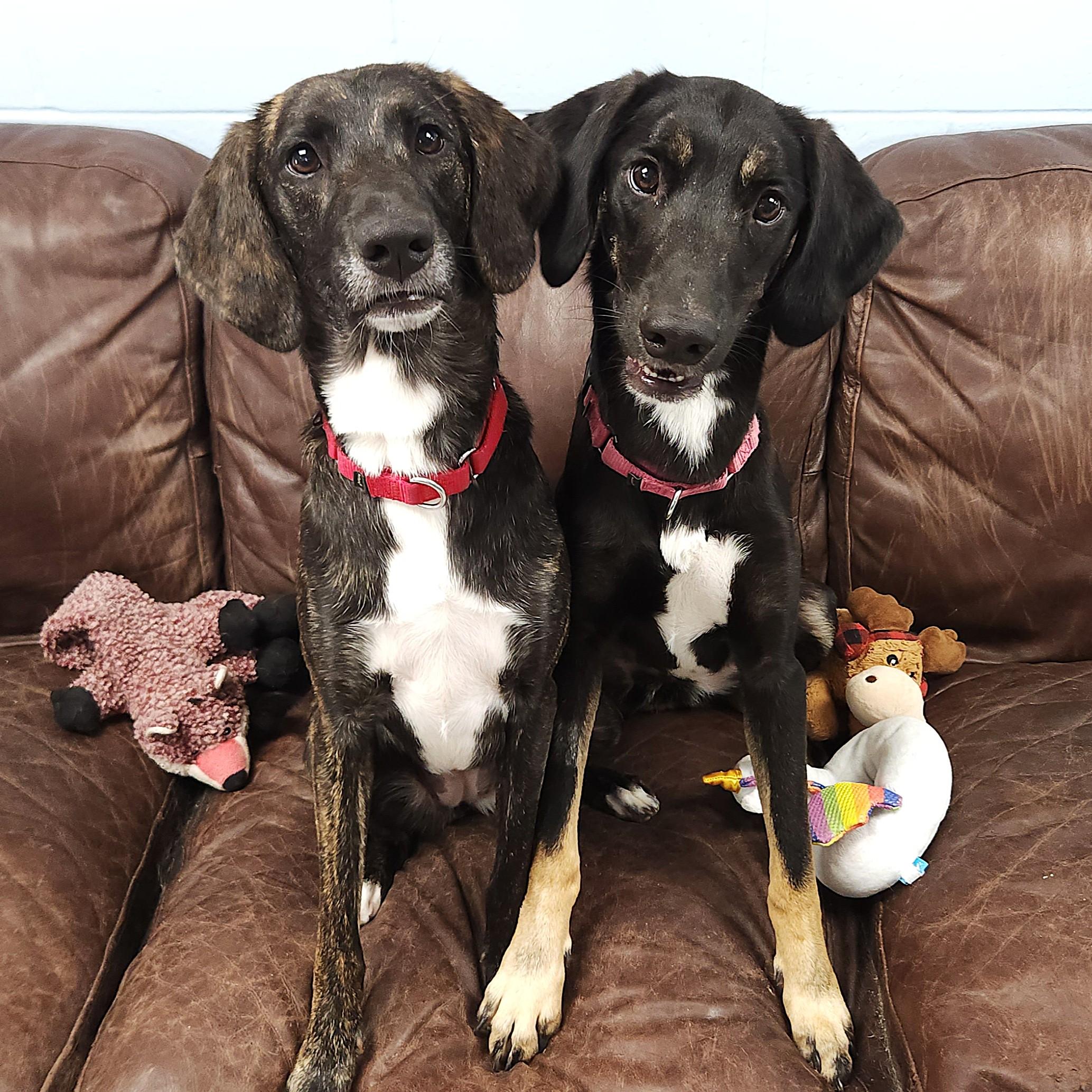 Scarlett, a Adoptable Mixed Breed in Marshfield, WI image 2/6