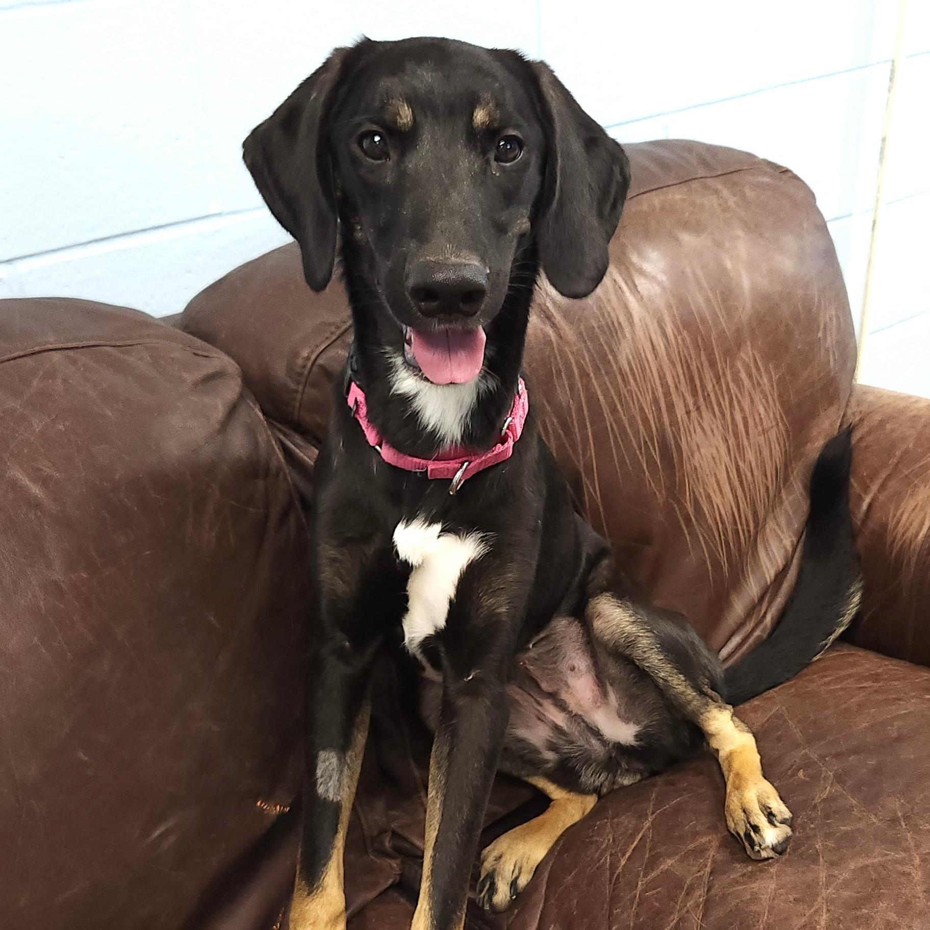 Scarlett, a Adoptable Mixed Breed in Marshfield, WI image 3/6