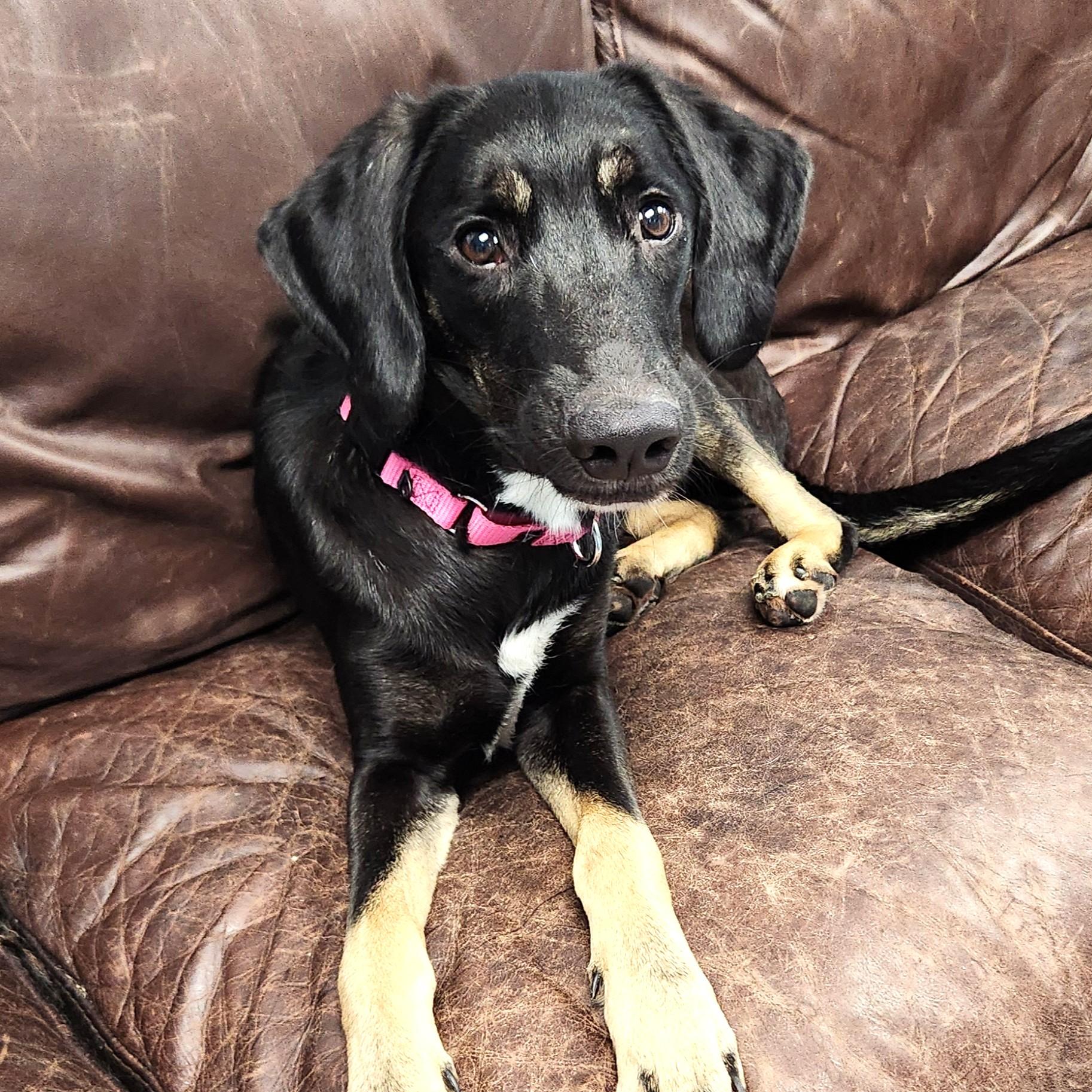 Scarlett, Adoptable, Young Female Mixed Breed.