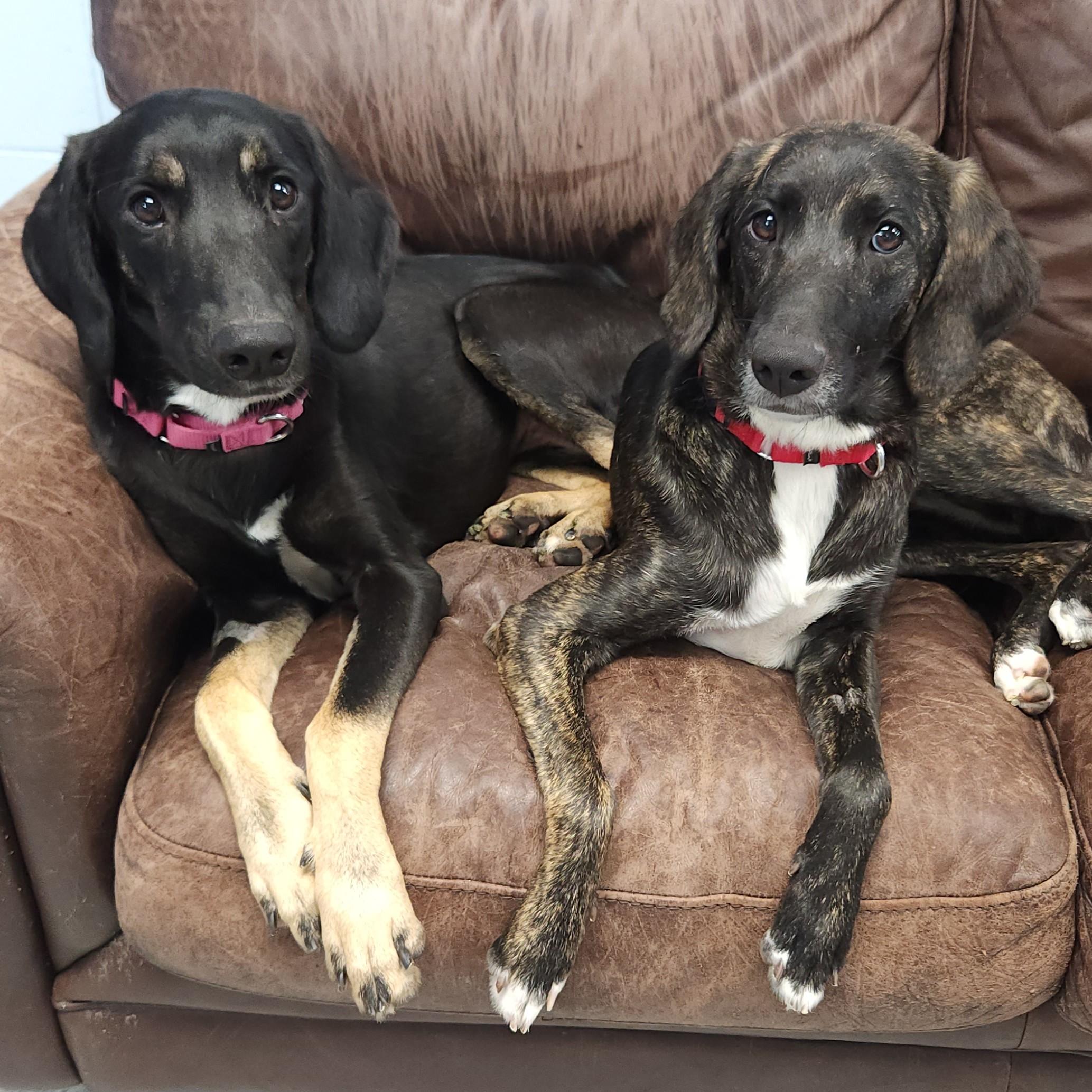 Scarlett, a Adoptable Mixed Breed in Marshfield, WI image 4/6