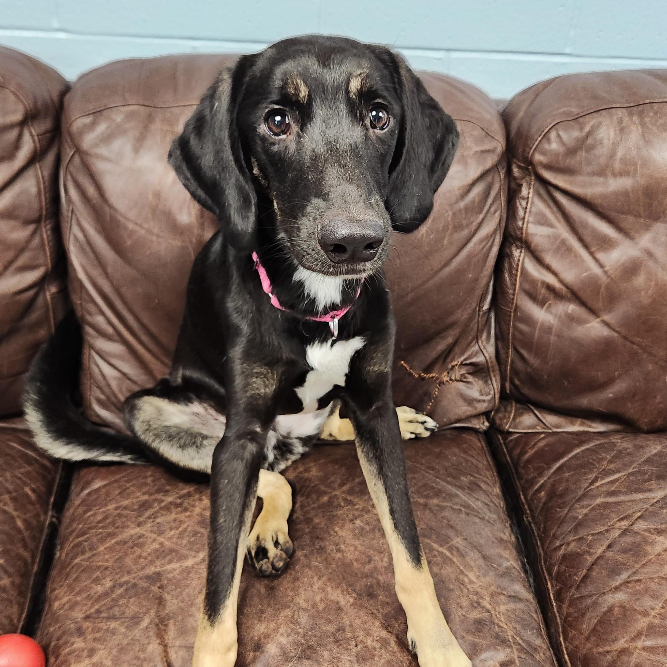 Enlarge Scarlett, a Adoptable Mixed Breed in Marshfield, WI image 5/6