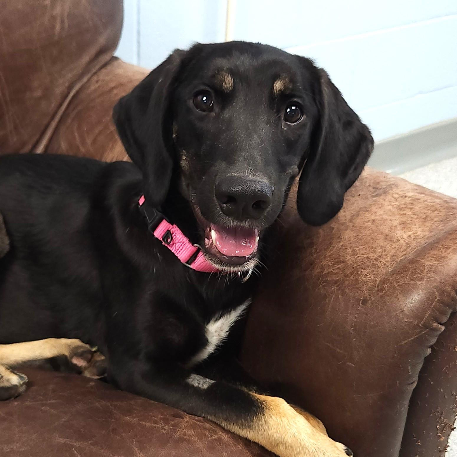 Scarlett, Adoptable, Young Female Mixed Breed.