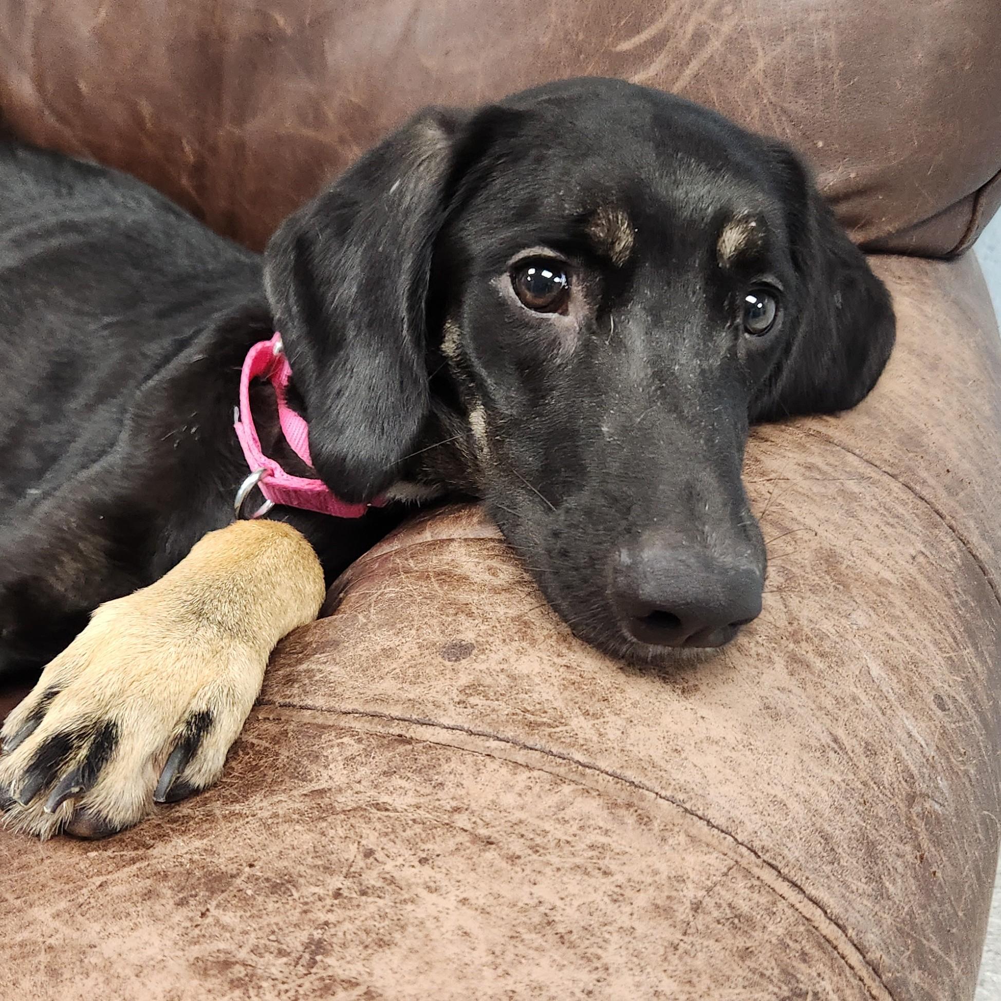 Enlarge Scarlett, a Adoptable Mixed Breed in Marshfield, WI image 3/6