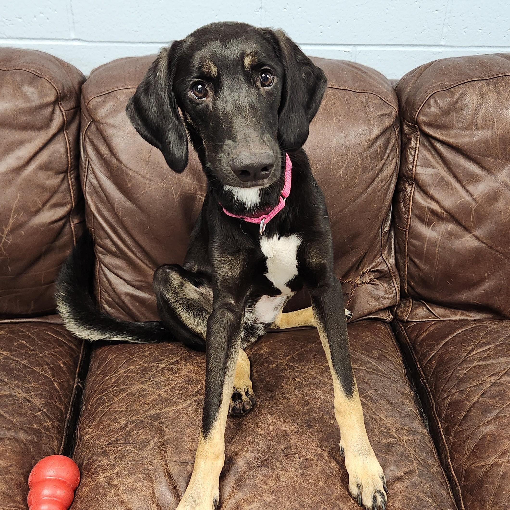 Enlarge Scarlett, a Adoptable Mixed Breed in Marshfield, WI image 2/6