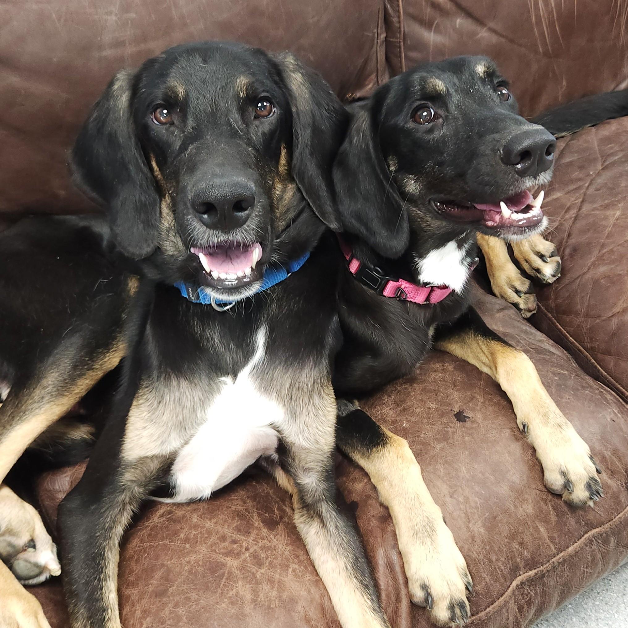 Scarlett, a Adoptable Mixed Breed in Marshfield, WI image 5/6