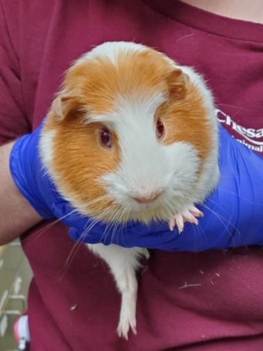 Enlarge Oh my Lord, a Adoptable mixed breed in Chesapeake, VA image 1/2