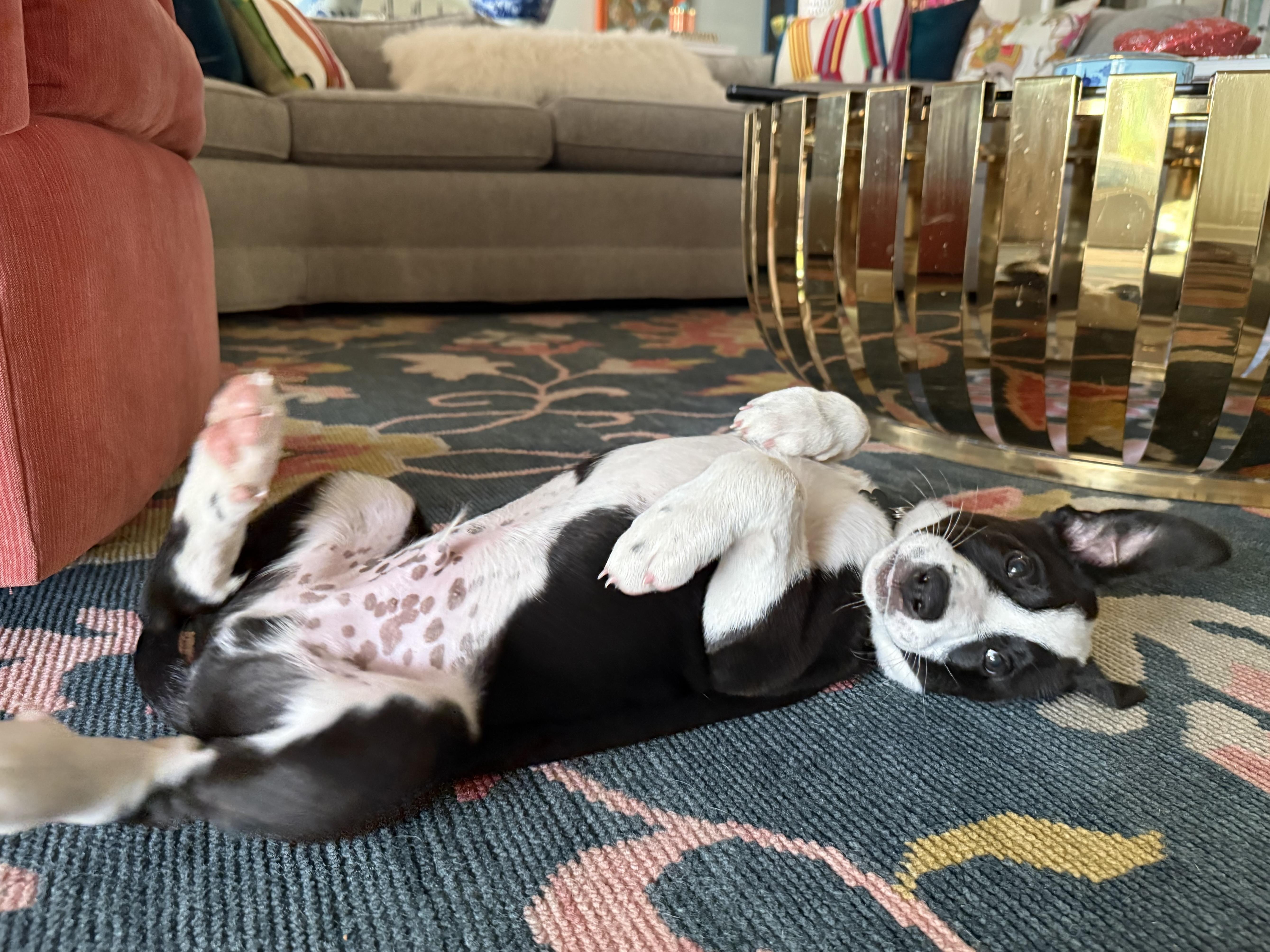 Baltimore, ADOPTABLE, Puppy Male Border Collie.