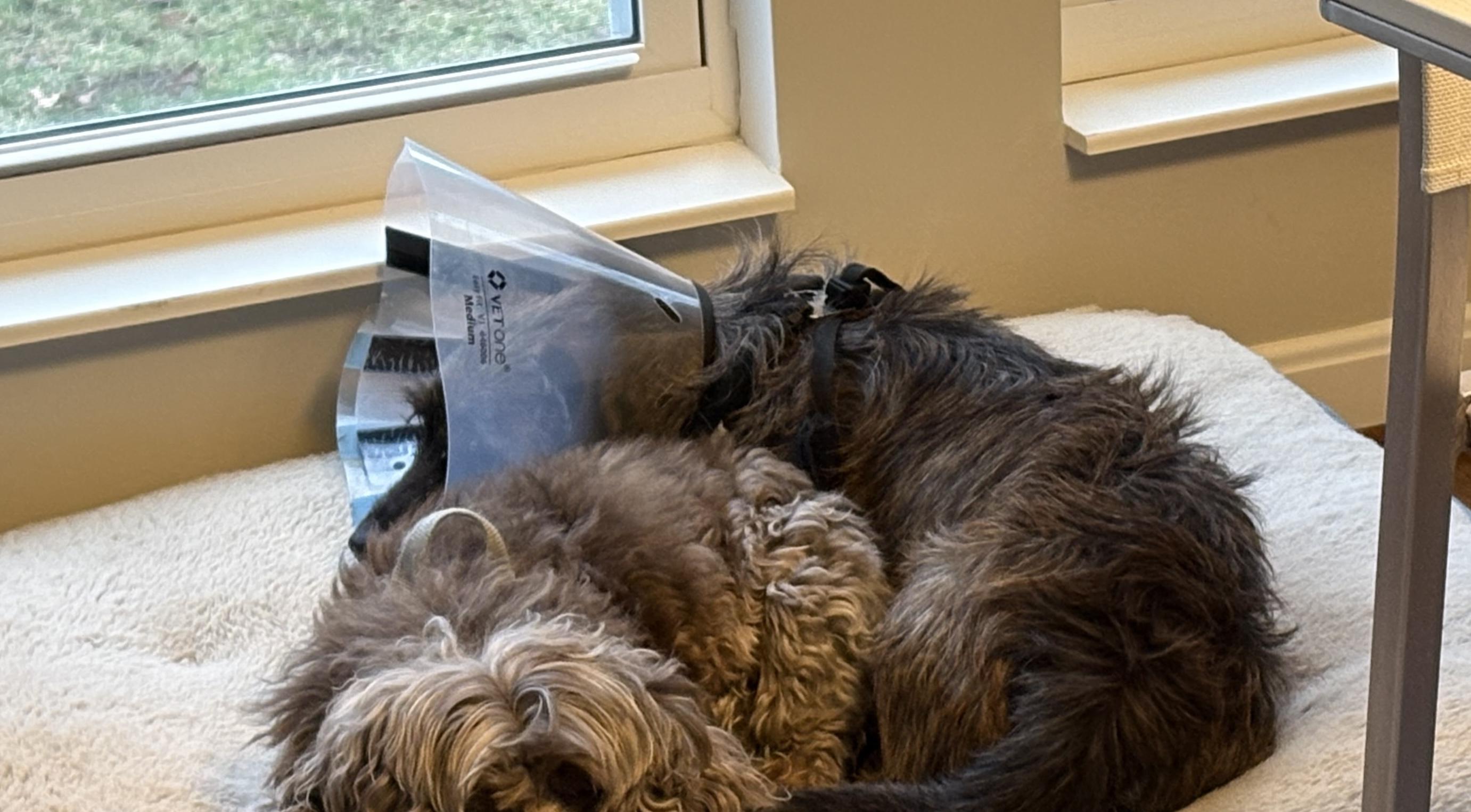 Kevin, an adopted mixed breed in Cincinnati, OH image 4/4