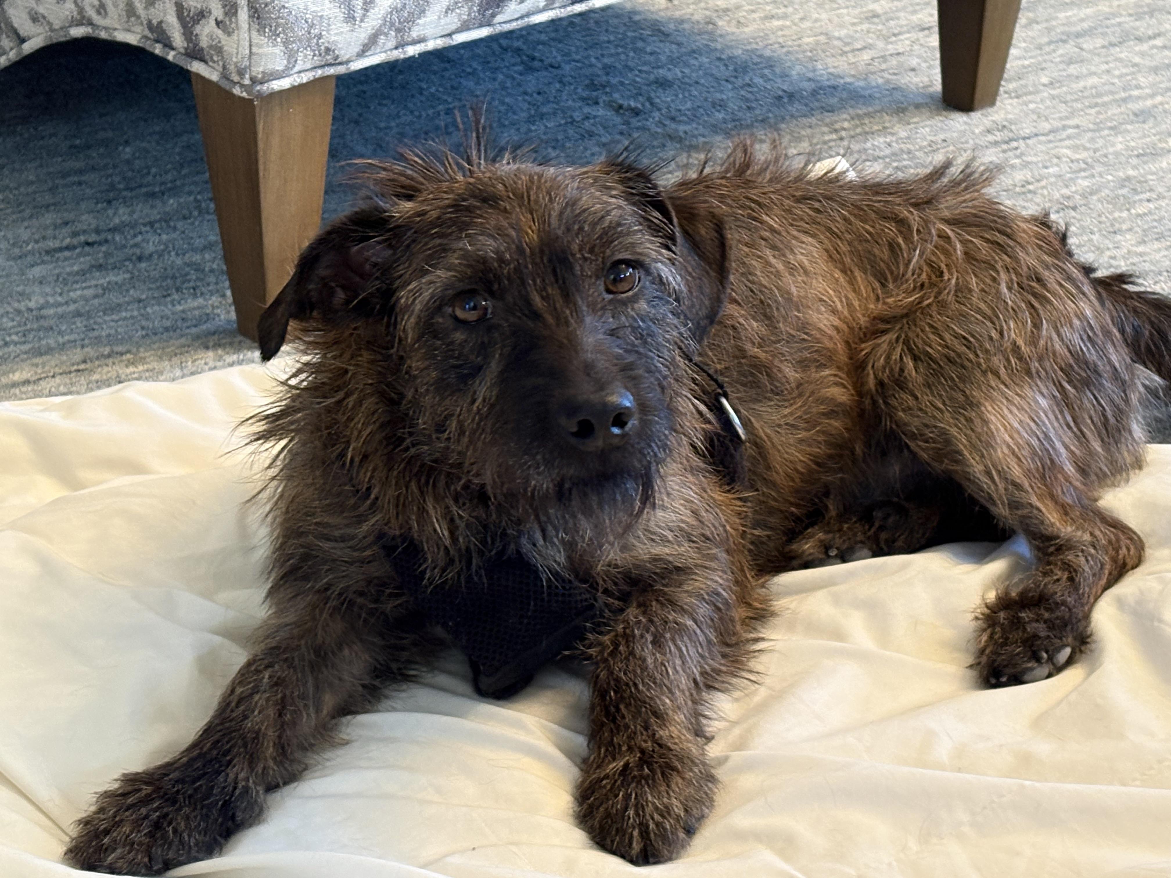 Kevin, an adopted mixed breed in Cincinnati, OH image 2/4