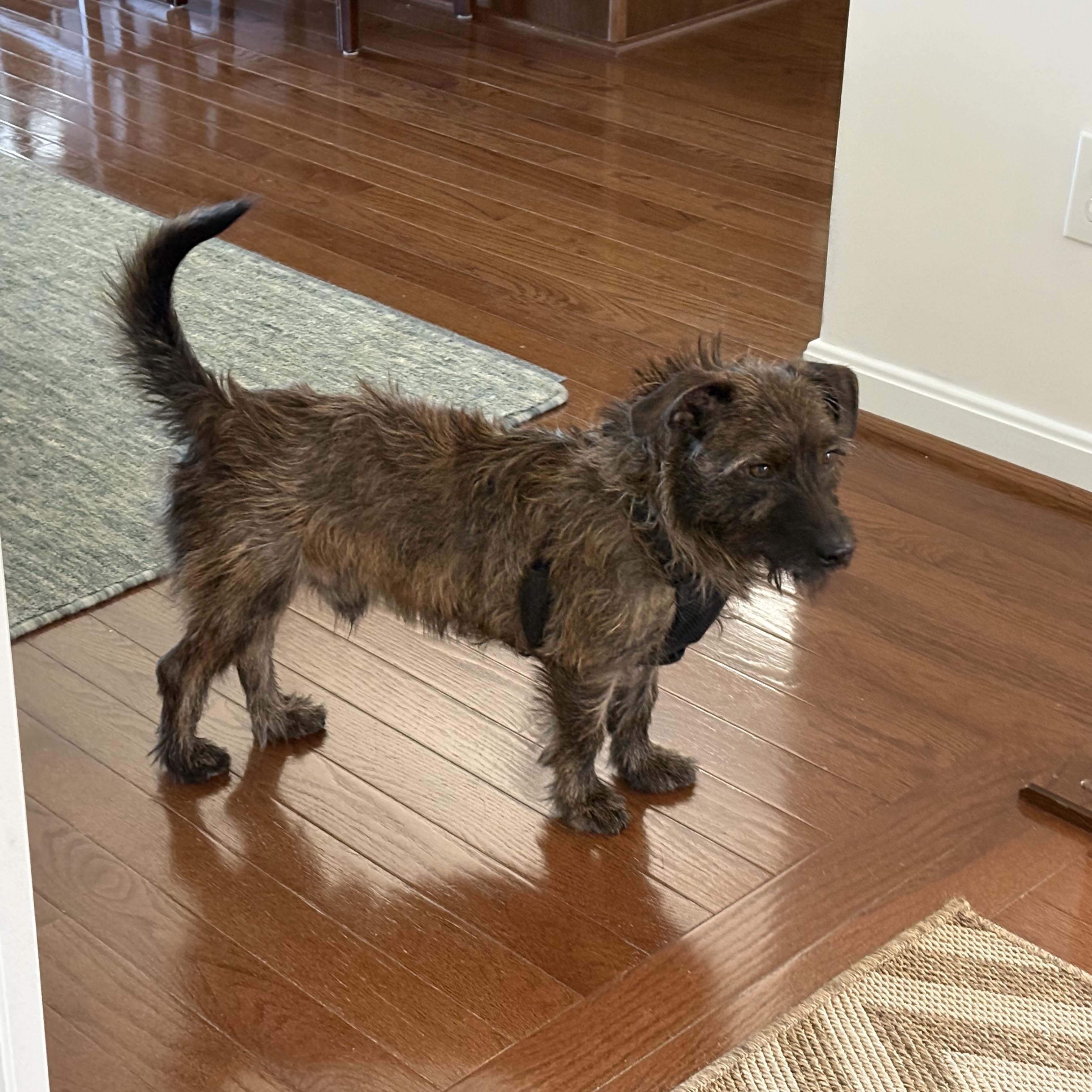 Kevin, adopted, Adult Male Terrier.