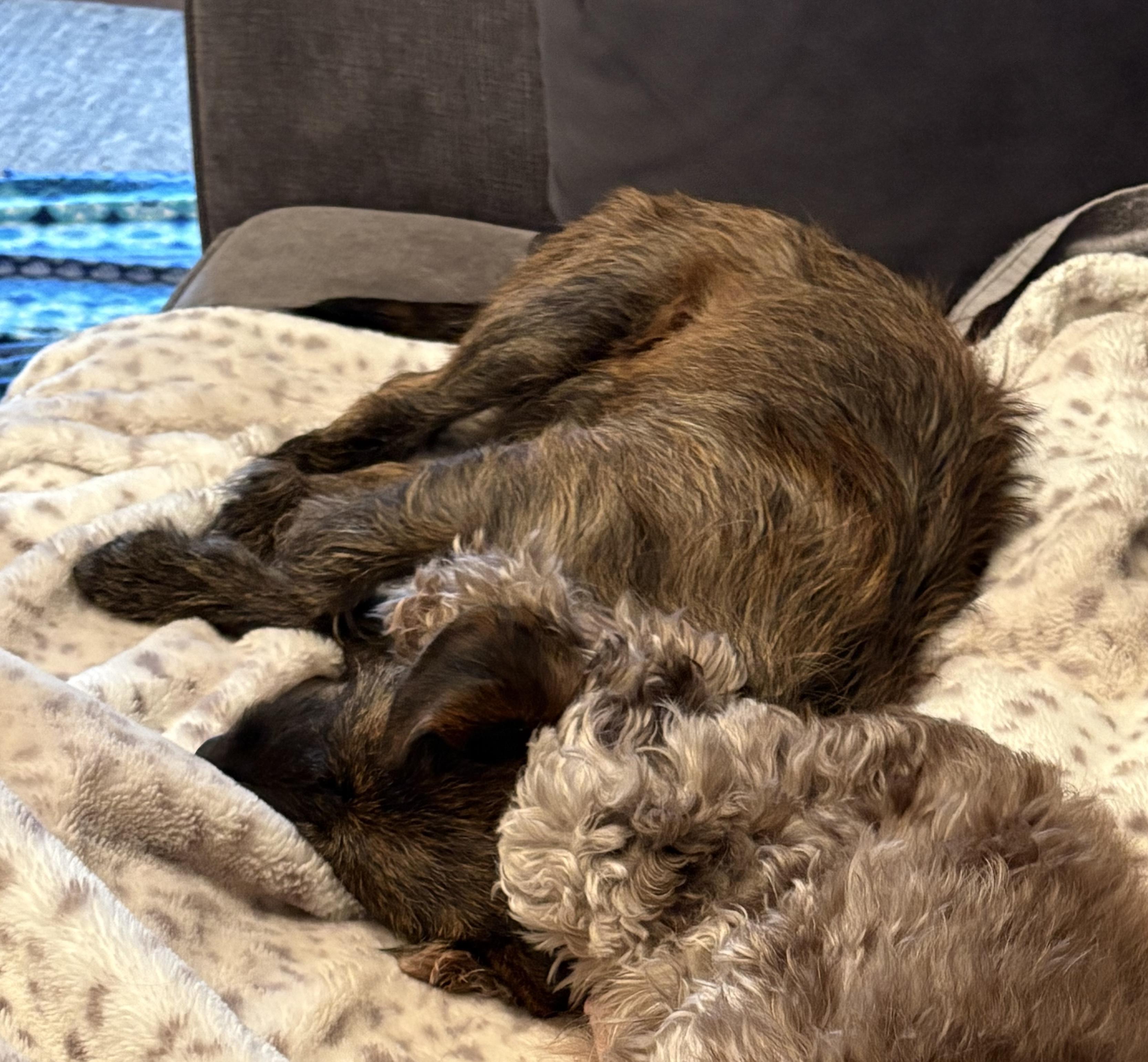 Kevin, an adopted mixed breed in Cincinnati, OH image 3/4