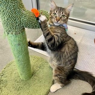 Enlarge Sassy, a ADOPTABLE Domestic Medium Hair in Santa Cruz, CA image 2/6