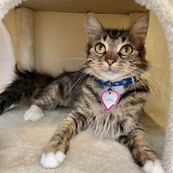 Enlarge Sassy, a ADOPTABLE Domestic Medium Hair in Santa Cruz, CA image 3/6