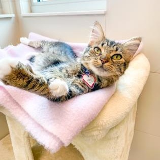 Enlarge Sassy, a ADOPTABLE Domestic Medium Hair in Santa Cruz, CA image 6/6