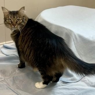 Enlarge Sassy, a ADOPTABLE Domestic Medium Hair in Santa Cruz, CA image 5/6