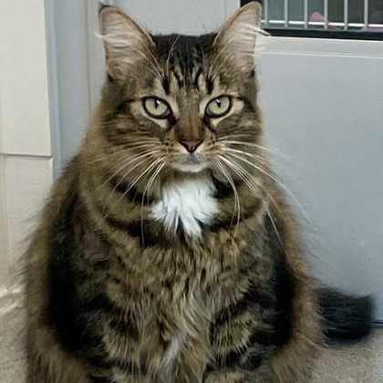 Enlarge Sassy, a ADOPTABLE Domestic Medium Hair in Santa Cruz, CA image 1/6