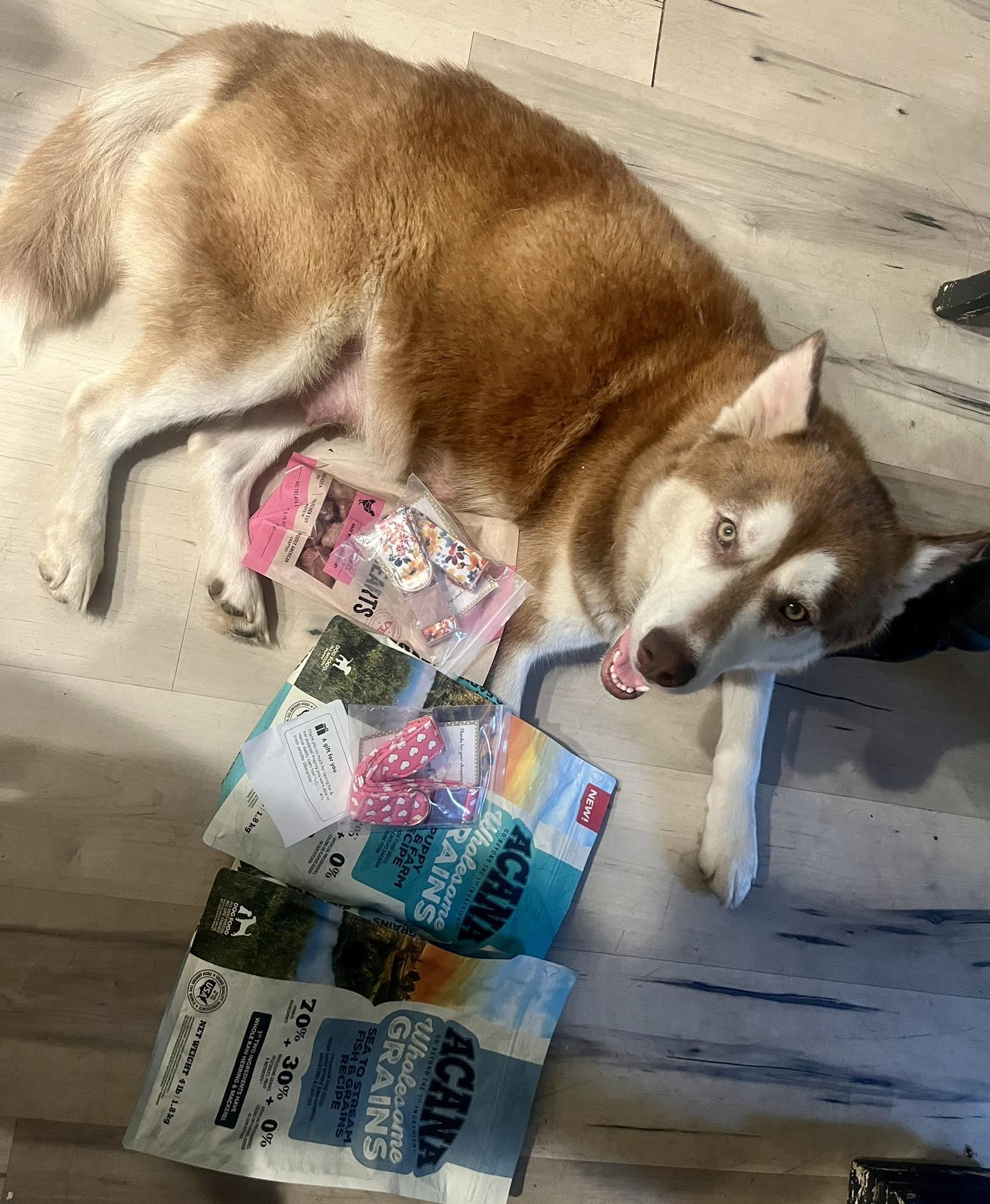 Enlarge Maggie the Perfect Husky Princess, a Adoptable Siberian Husky in Missoula, MT image 5/6
