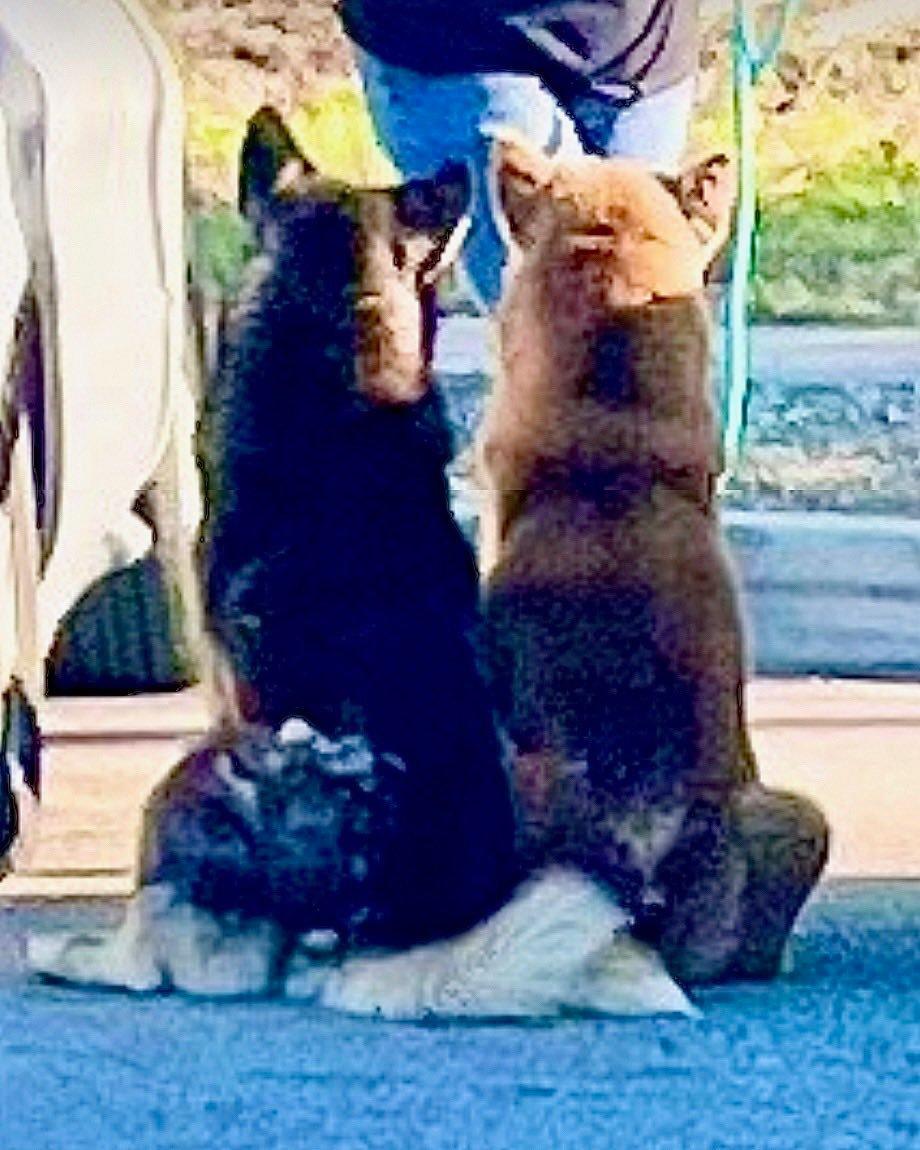 Maggie & Liam - The perfect love story, Adoptable, Adult Female Siberian Husky.