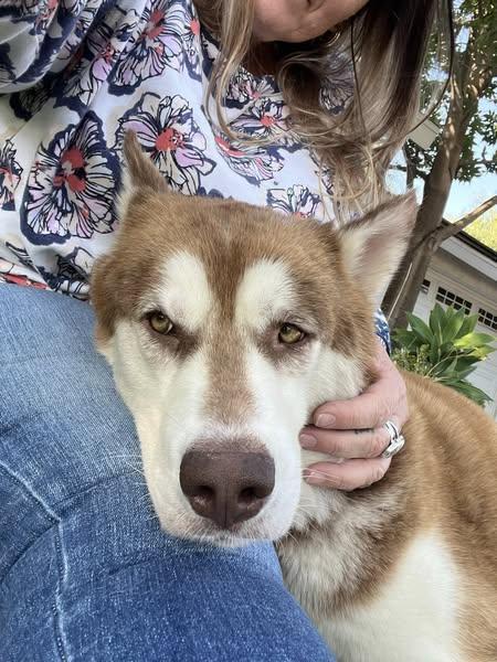 Maggie & Liam - The perfect love story, a Adoptable Siberian Husky image 2/6