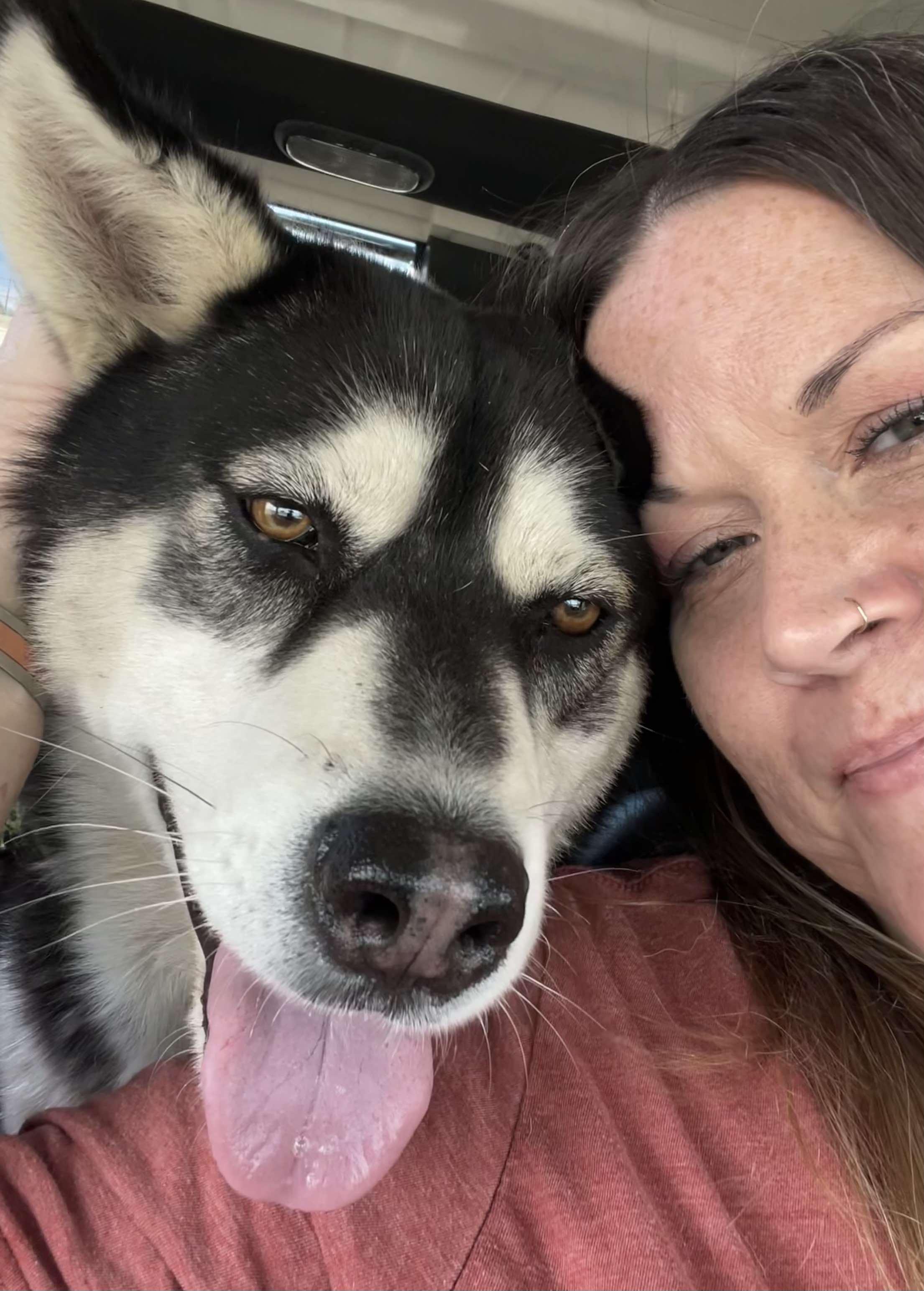 Maggie & Liam - The perfect love story, a Adoptable Siberian Husky image 3/6