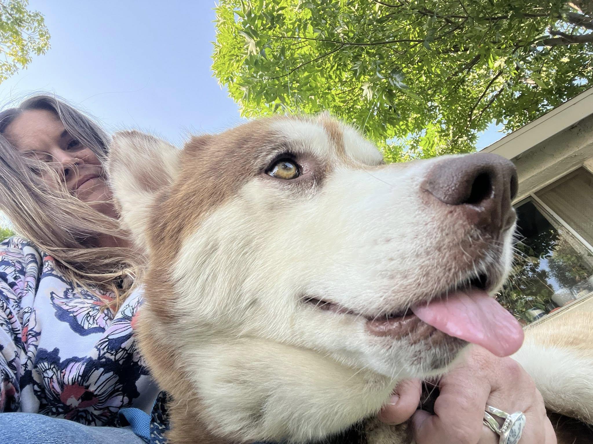 Maggie & Liam - The perfect love story, a Adoptable Siberian Husky image 4/6