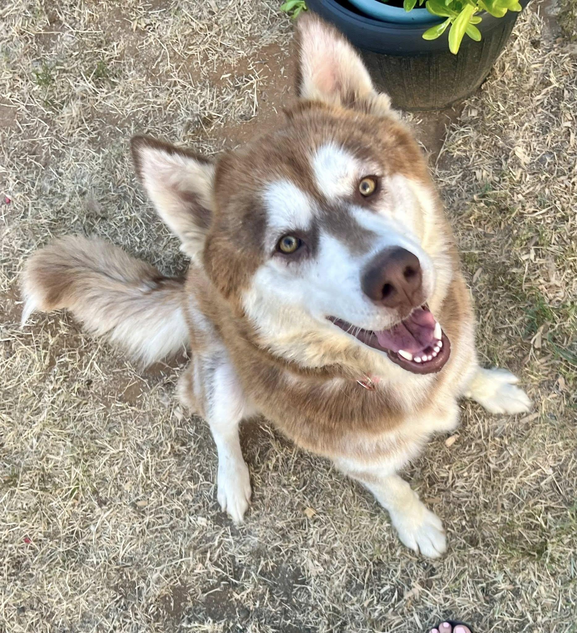 Maggie the Perfect Husky Princess, Adoptable, Adult Female Siberian Husky.