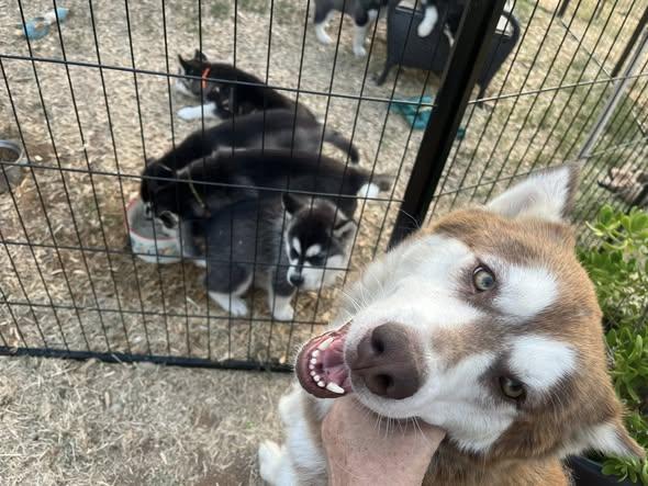 Enlarge Maggie the Perfect Husky Princess, a Adoptable Siberian Husky in Missoula, MT image 6/6