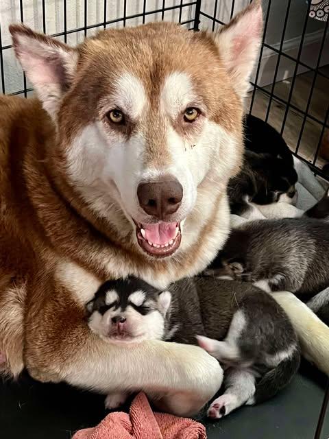 Maggie & Liam, an adoptable Siberian Husky in Missoula, MT, 59803 | Photo Image 6
