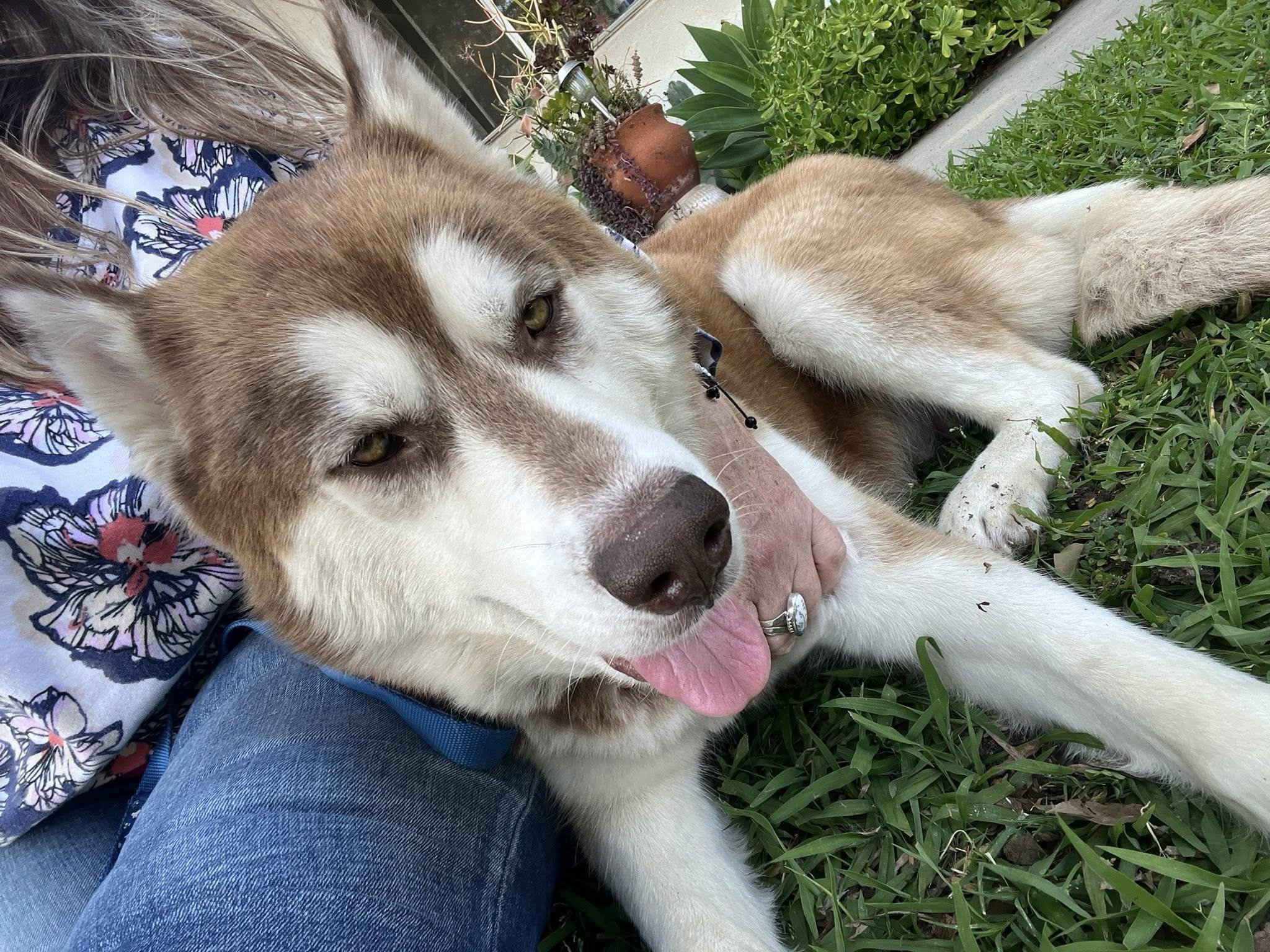 Enlarge Maggie the Perfect Husky Princess, a Adoptable Siberian Husky in Missoula, MT image 3/6