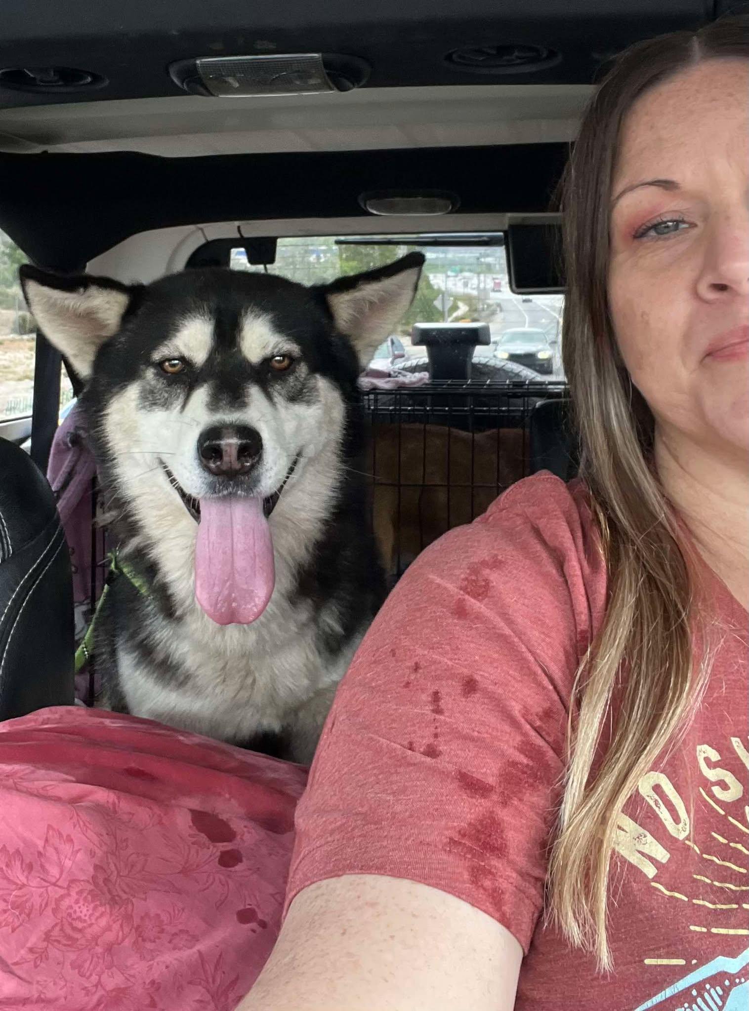 Maggie & Liam, an adoptable Siberian Husky in Missoula, MT, 59803 | Photo Image 4