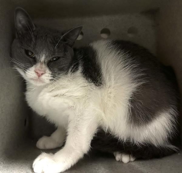Makaroni, Adoptable, Adult Female Domestic Short Hair.