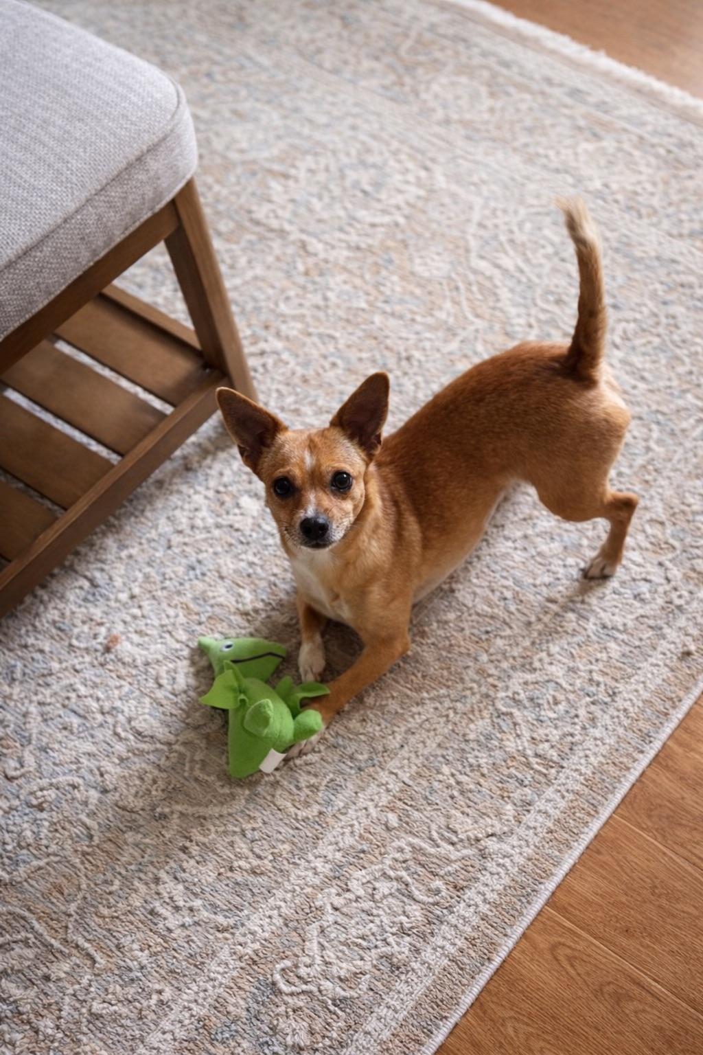 Enlarge PINKY, a Adoptable mixed breed in Branford, CT image 3/4