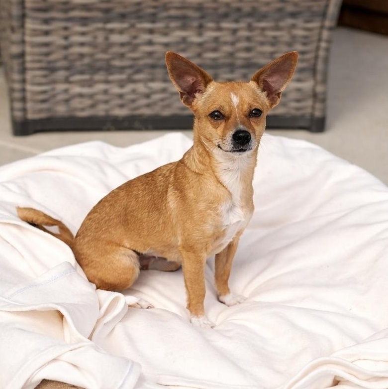 PINKY, Adoptable, Adult Female Chihuahua.