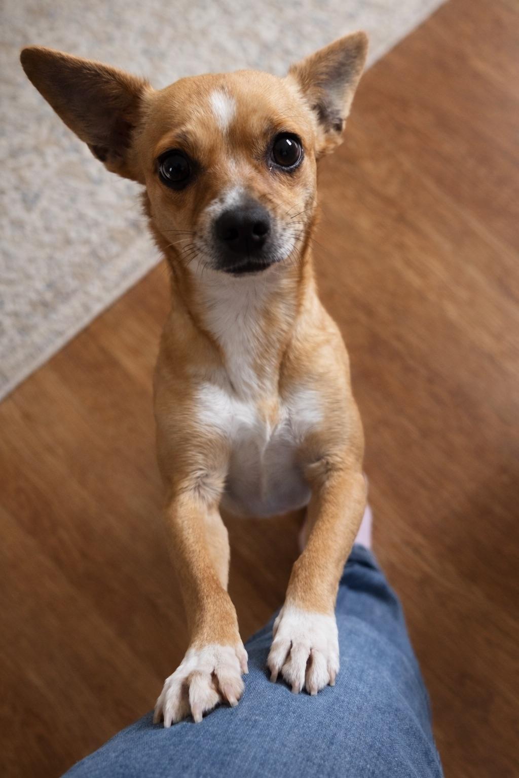 Enlarge PINKY, a Adoptable mixed breed in Branford, CT image 2/4